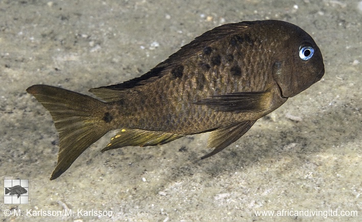 Tropheus sp. 'crescentic' Kungwe Point (Mutant)